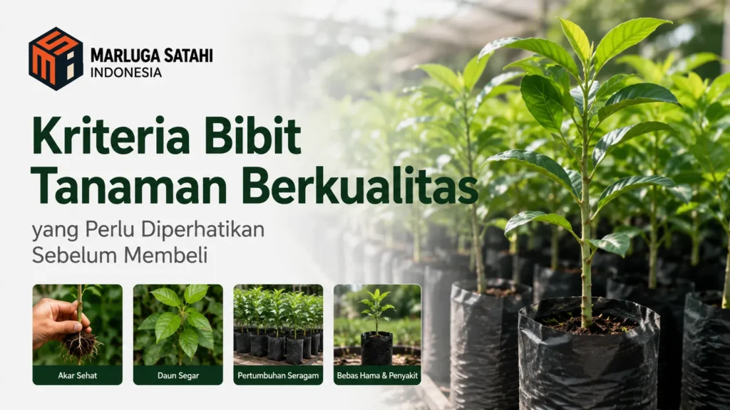 Deretan bibit tanaman hijau dalam polibag hitam, dilengkapi empat foto kecil kriteria di bawah: Akar Sehat, Daun Segar, Pertumbuhan Seragam, dan Bebas Hama & Penyakit. Terdapat logo Marluga Satahi Indonesia serta teks Kriteria Bibit Tanaman Berkualitas yang Perlu Diperhatikan Sebelum Membeli.