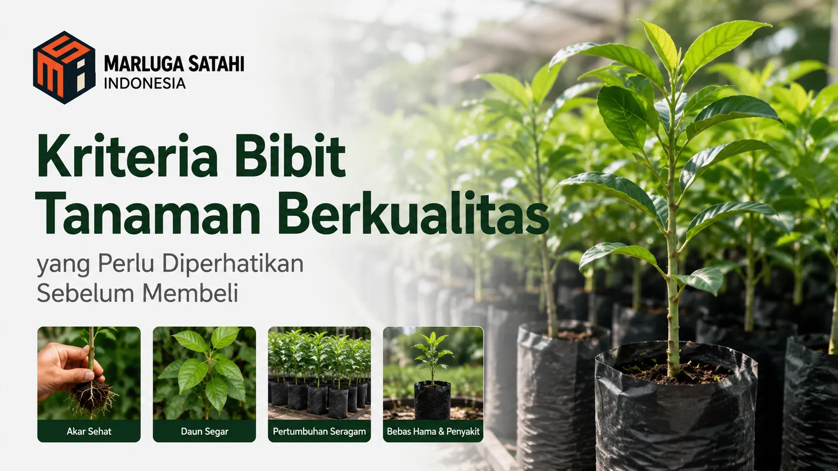 Deretan bibit tanaman hijau dalam polibag hitam, dilengkapi empat foto kecil kriteria di bawah: Akar Sehat, Daun Segar, Pertumbuhan Seragam, dan Bebas Hama & Penyakit. Terdapat logo Marluga Satahi Indonesia serta teks Kriteria Bibit Tanaman Berkualitas yang Perlu Diperhatikan Sebelum Membeli.