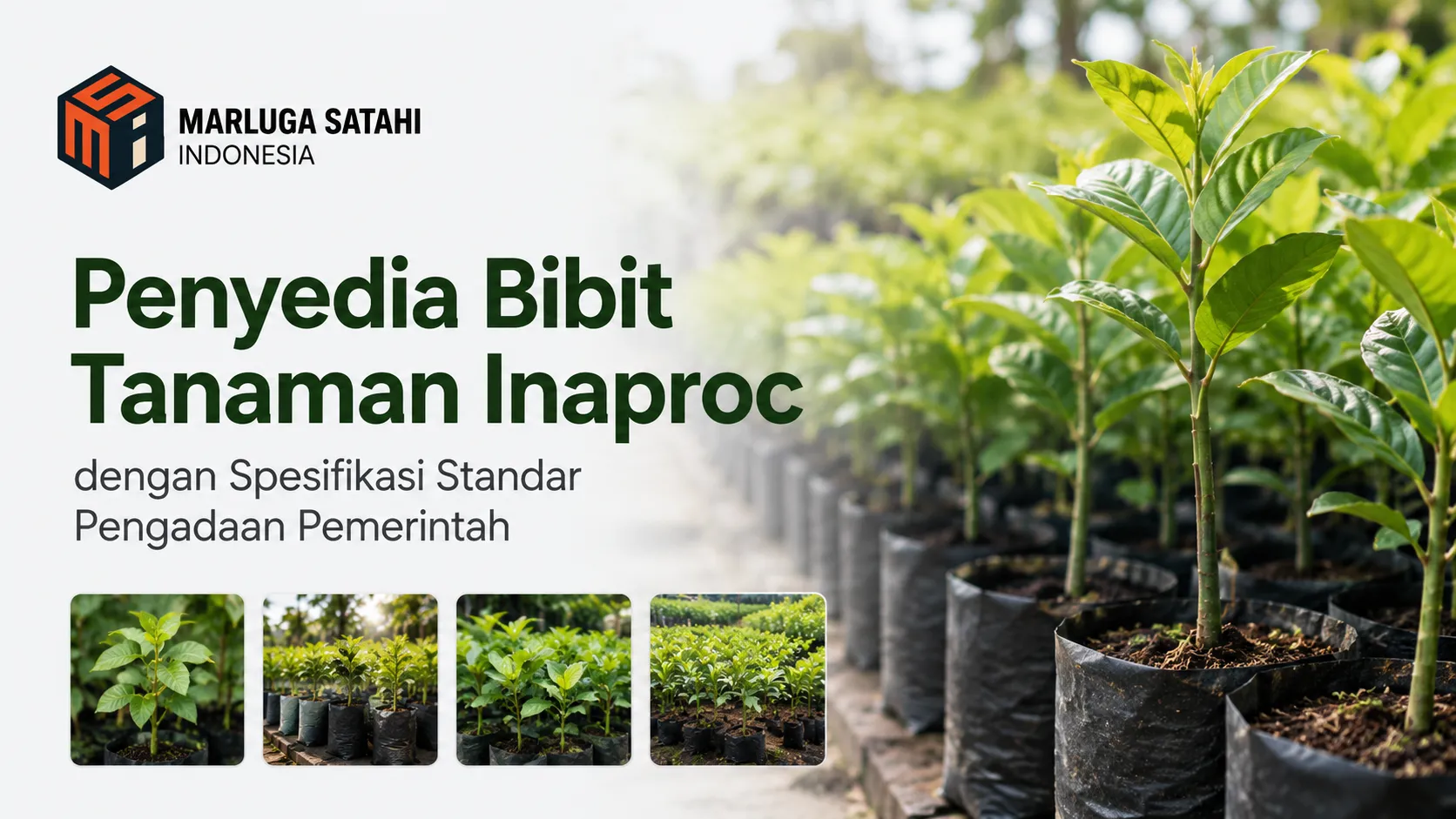 Deretan bibit tanaman hijau subur dalam polibag hitam di area pembibitan, dilengkapi empat foto kecil sampel bibit di bawahnya. Terdapat logo Marluga Satahi Indonesia serta teks Penyedia Bibit Tanaman Inaproc dengan Spesifikasi Standar Pengadaan Pemerintah.