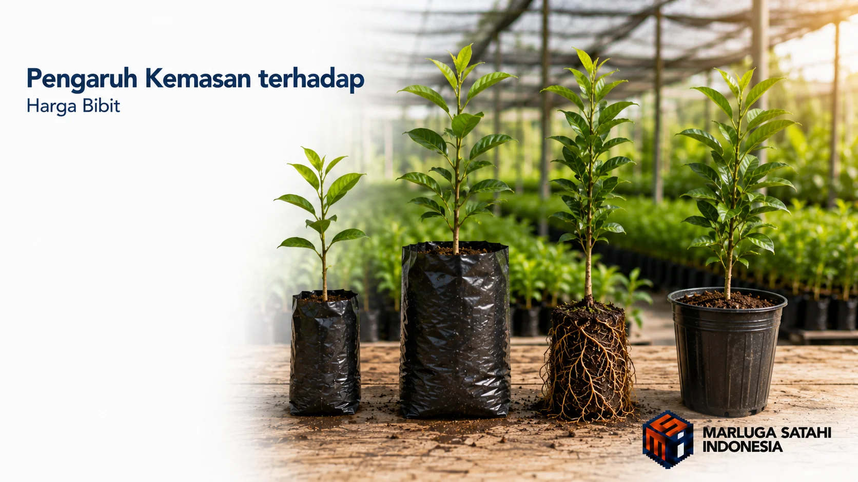 Perbandingan jenis kemasan bibit tanaman seperti polybag kecil ekonomis polybag besar siap tanam dan model akar terbuka bare root