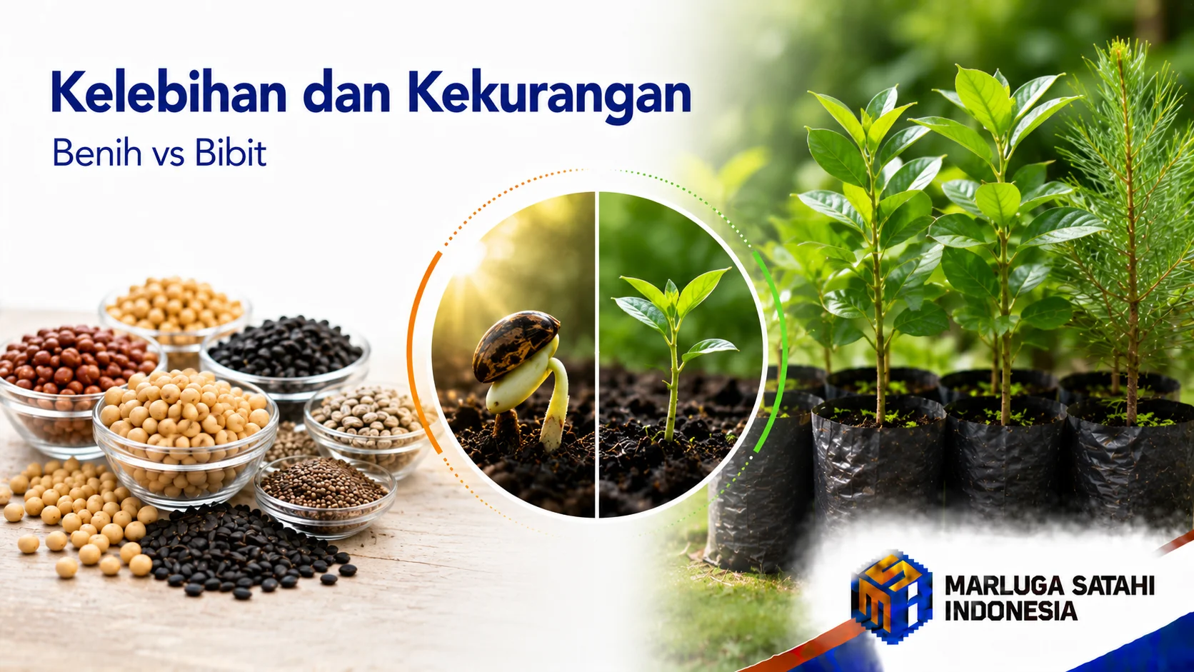 Perbandingan benih dan bibit tanaman untuk membantu menentukan pilihan sesuai kebutuhan budidaya, pertanian, dan program penghijauan.