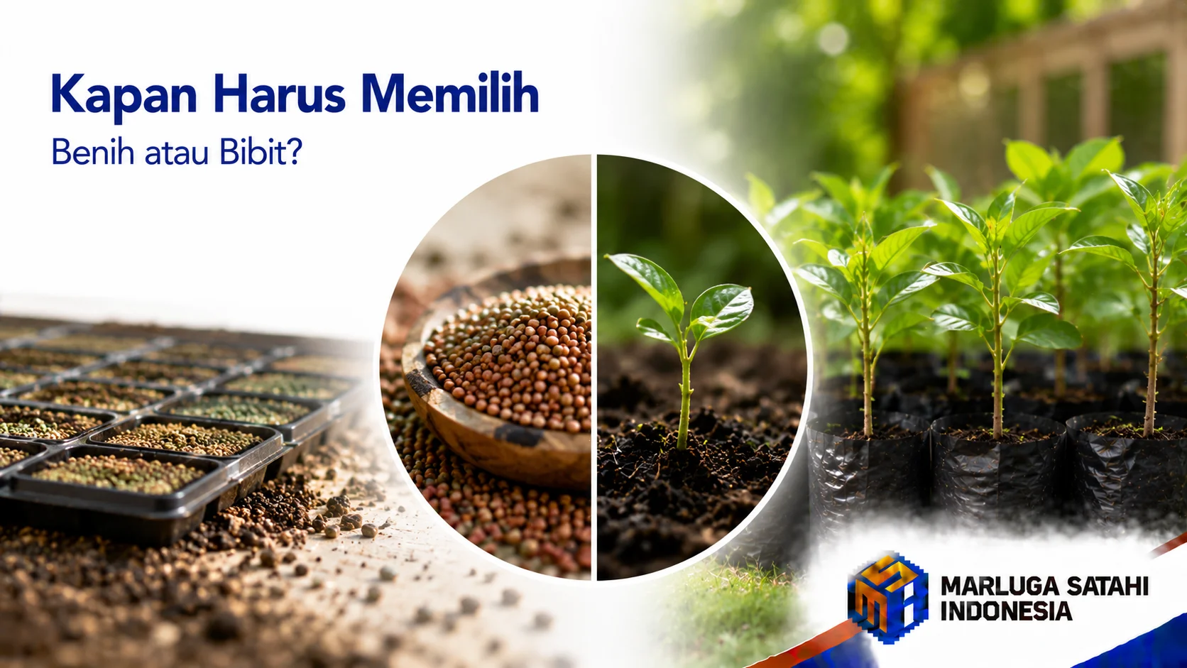 Benih berkualitas dan bibit tanaman siap tanam sebagai solusi pengadaan untuk proyek pertanian, kehutanan, dan penghijauan melalui penyedia terpercaya.
