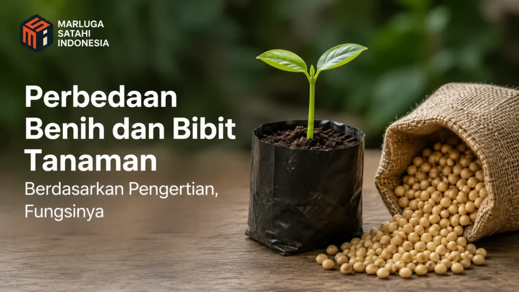 Satu bibit tanaman hijau kecil tumbuh di dalam polibag hitam bersebelahan dengan tumpukan benih biji-bijian kuning yang keluar dari karung goni kecil di atas meja kayu. Terdapat logo Marluga Satahi Indonesia serta teks Perbedaan Benih dan Bibit Tanaman Berdasarkan Pengertian, Fungsinya.