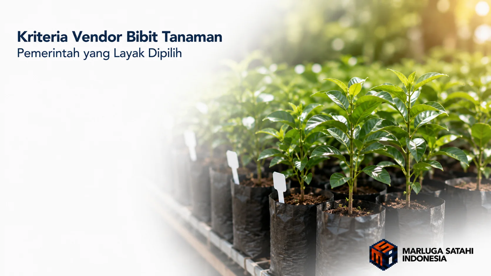 Bibit tanaman dalam polybag berkualitas di area pembibitan sebagai ilustrasi vendor bibit tanaman pemerintah yang layak dipilih.
