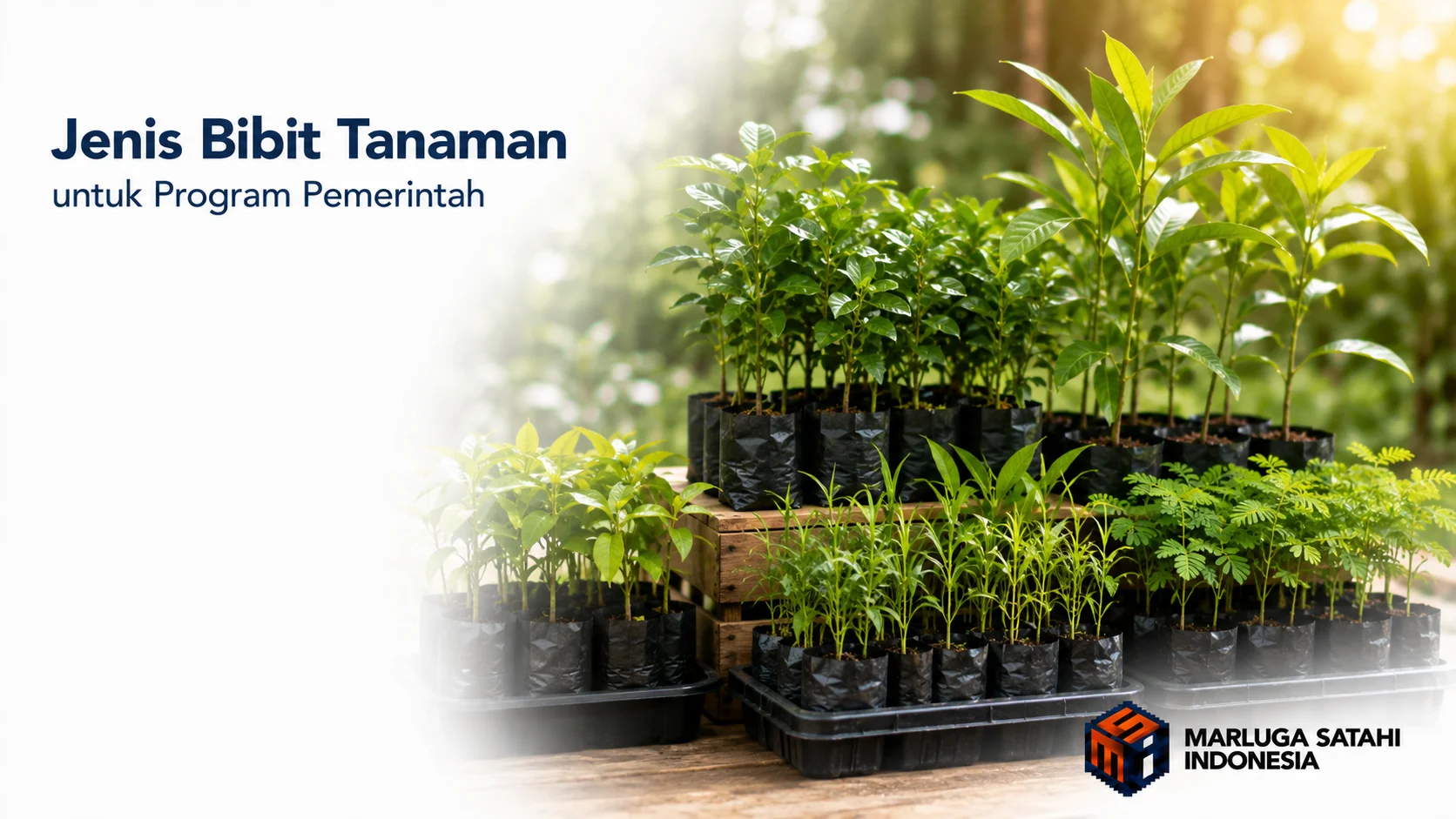 Beragam jenis bibit tanaman dalam polybag tersusun rapi sebagai ilustrasi bibit tanaman untuk program pemerintah.