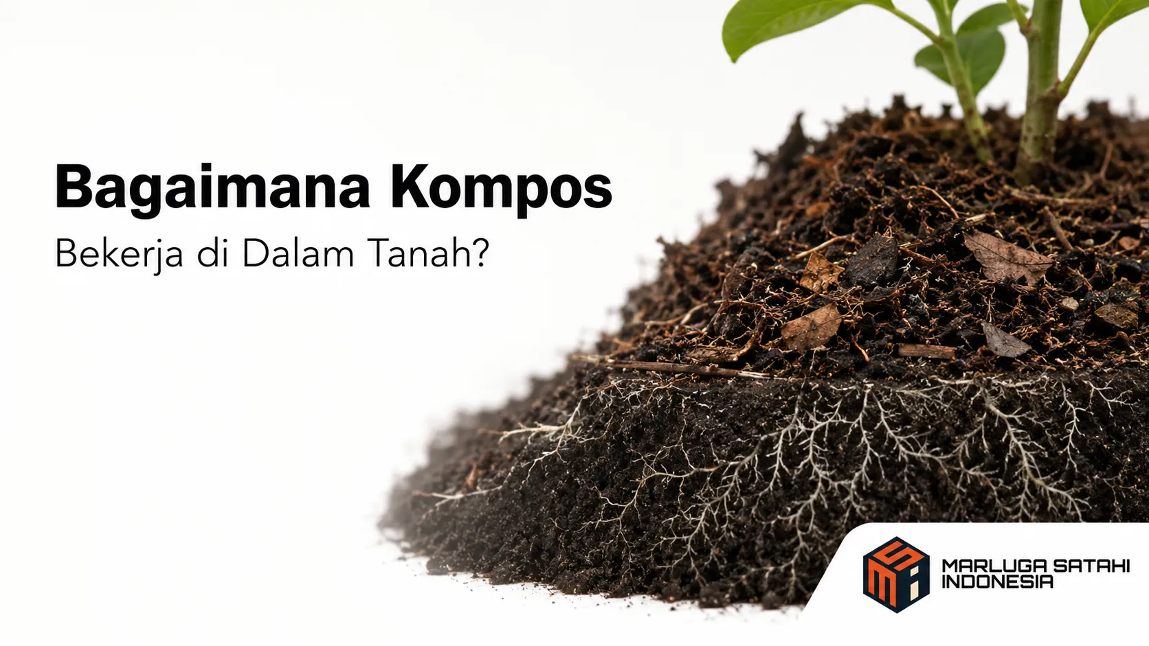 Kompos membantu memperbaiki struktur tanah dan mendukung aktivitas mikroorganisme di sekitar akar tanaman.