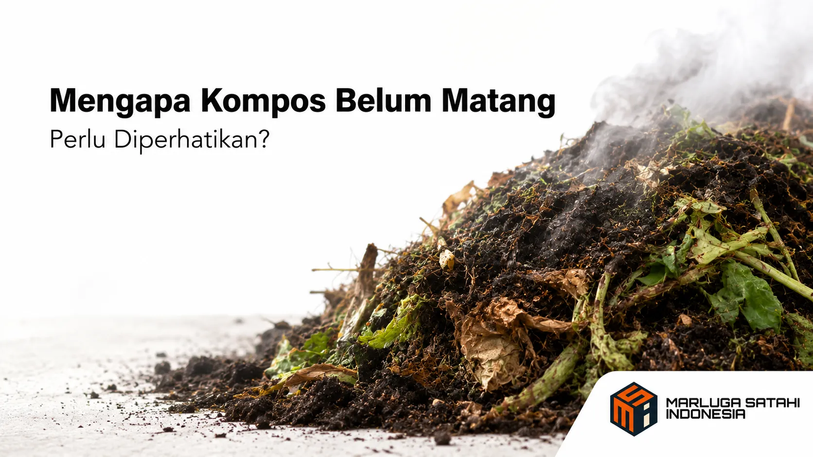 Kompos belum matang yang masih mengalami proses penguraian dan menghasilkan panas.